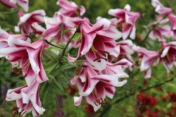 Beautiful flowers of pink lilies in the garden. Lilium.