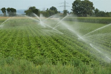 Landwirtschaftliches Feld mit Sprenkleranlage 