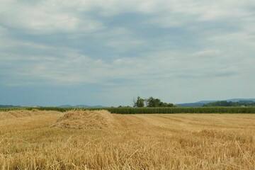 Abgeerntetes Weizenfeld