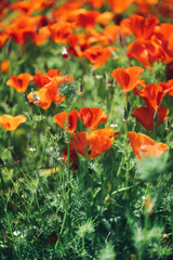 Fototapeta premium Flowers carpet escholzia yellow and red flowers