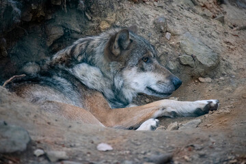 Wolf (canis lupus) in seiner Schlafkuhle an einem heißen Sommertag im Tierpark Lohberg