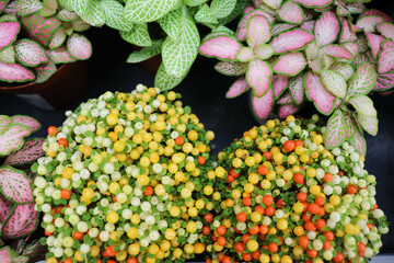 green home plants in flower pots