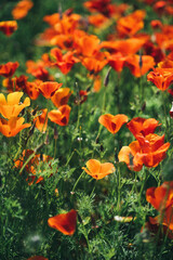 Flowers carpet escholzia yellow and red flowers