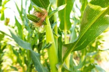 Pañocha de maíz (Zea mays) en la planta en un campo al atardecer