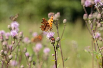 Comma butterfly (Polygonia c-album) feeding on thistle blossoms.