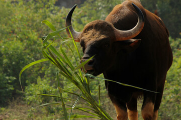 A buffalo having its midday meal