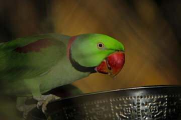 A parrot eating food from bowl