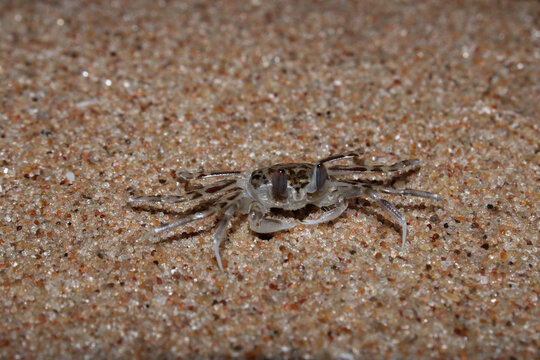 A little crab on sand from beach