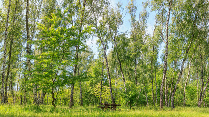 Birch grove on a sunny spring summer day, summertime landscape