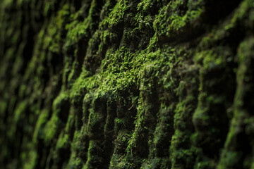 Close-up view of a rock covered with moss, selective focus, Saxon Switzerland, Germany