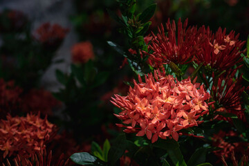 flower spike, small, bright red flowers