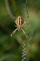 Close-up of a wasp spider (Argiope bruennichi) sitting in its web, awaiting prey. You can see the...