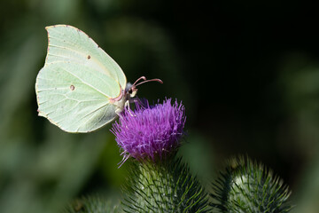 Close-up of a brimstone butterfly perched on a thistle flower. In the background are plants in nature.