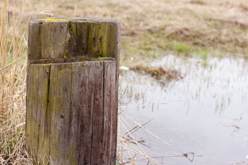 A mossy stomp in the swamp. Several ponds of water in the background