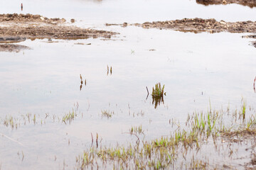 A low shot of a calm water in the lake with some grass growing from it. A cold cloudy morning