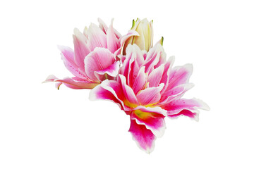 Blooming Pink Lily Flowers Isolated on White Background with Clipping Path