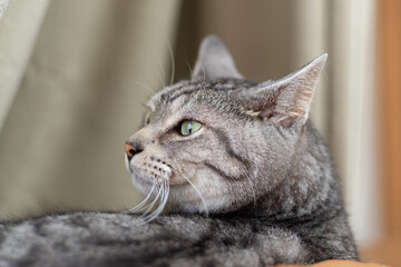 見つめる猫　サバトラ猫