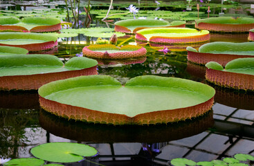 Victoria Amazonica water lily leaves floating on pond surface in a botanical garden. Huge aquatic plant