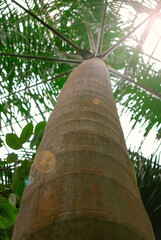Fototapeta premium Cuban Royal palm or Roystonea regia in the greenhouse with glass roof. View from below, low angle