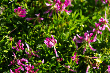 Close-up of hiking trail with meadow and flowers at the south side of Swiss Gotthard Pass on a sunny summer day. Photo taken June 25th, 2022, Gotthard Pass, Switzerland.