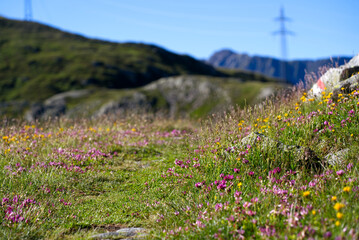 Fototapeta premium Close-up of hiking trail with meadow and flowers at the south side of Swiss Gotthard Pass on a sunny summer day. Photo taken June 25th, 2022, Gotthard Pass, Switzerland.