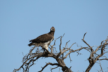 Kgalagadi Transfrontier National Park, South Africa: Martial eagle