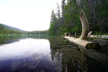 Lake with Driftwood in Jasper National Park, Alberta, Canada - 518278227