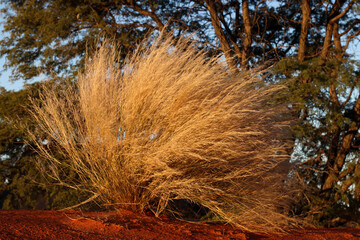 Kgalagadi Transfrontier National Park, South Africa: grass growing in the red sand dunes