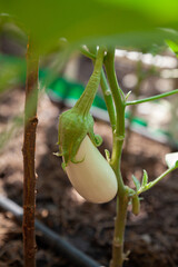 White eggplant growing on green bush close-up..