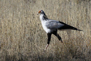 Kgalagadi Transfrontier National Park, South Africa: Secretary bird walking thorugh grass looking for prey