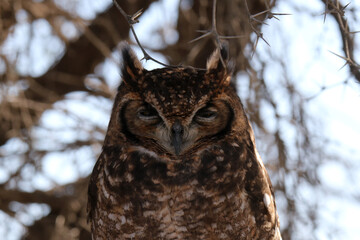 Kgalagadi Transfrontier National Park, South Africa: Spotted eagle owl