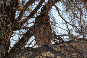 Kgalagadi Transfrontier National Park, South Africa: Spotted eagle owl