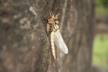 トンボ誕生の瞬間