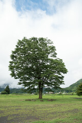 Fototapeta na wymiar 田舎の一本の木