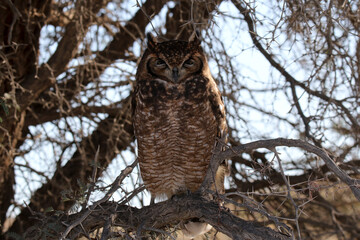 Kgalagadi Transfrontier National Park, South Africa: Bubo africanus Spotted eagle-owl