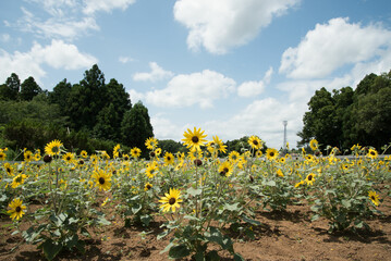 summer　sunflower　(ひまわり　夏の風景）