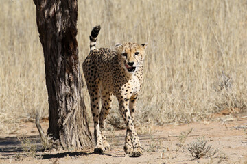 Kgalagadi Transfrontier National Park, South Africa: Acinonyx jubatus The cheetah