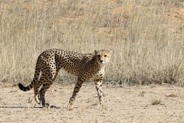 Kgalagadi Transfrontier National Park, South Africa: Acinonyx jubatus The cheetah