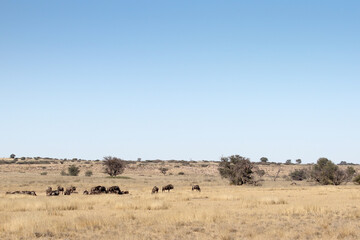 Kgalagadi Transfrontier National Park, South Africa: Acinonyx jubatus The cheetah