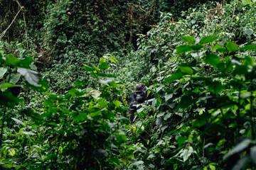Portrait of a mountain gorilla. Bukavu in the DRC