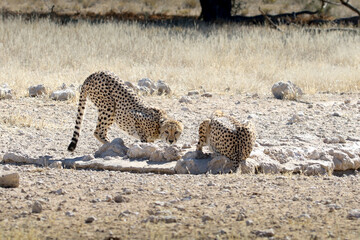Kgalagadi Transfrontier National Park, South Africa: Acinonyx jubatus The cheetah