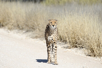 Kgalagadi Transfrontier National Park, South Africa: Acinonyx jubatus The cheetah