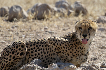 Kgalagadi Transfrontier National Park, South Africa: Acinonyx jubatus The cheetah