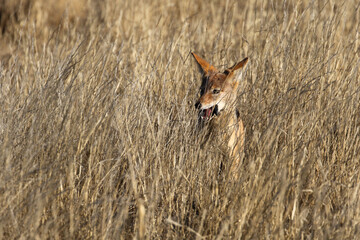 Kgalagadi Transfrontier National Park, South Africa: black-backed jackal