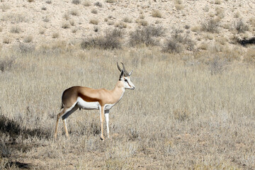 Kgalagadi Transfrontier National Park, South Africa: The springbok or springbuck, Antodorcas marsupialis