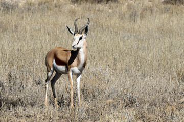 Kgalagadi Transfrontier National Park, South Africa: The springbok or springbuck, Antodorcas marsupialis