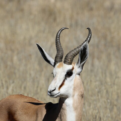 Kgalagadi Transfrontier National Park, South Africa: The springbok or springbuck, Antodorcas marsupialis