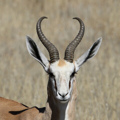 Kgalagadi Transfrontier National Park, South Africa: The springbok or springbuck, Antodorcas marsupialis