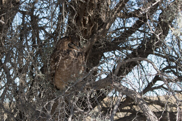 Kgalagadi Transfrontier National Park, South Africa: Spotted eagle owl showing how it blends in with its surroundings