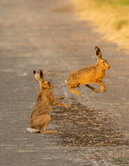 two hares playing on a farm © Robert L Parker